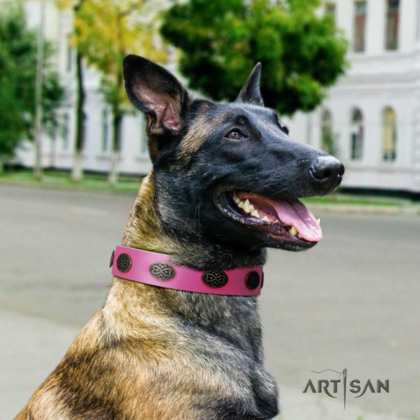 Belgian Malinois fancy walking genuine leather collar for your handsome doggie