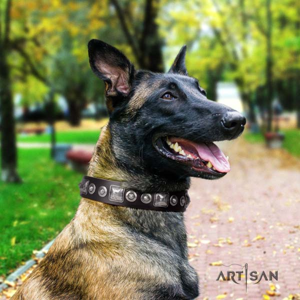 Belgian Malinois comfortable wearing full grain genuine leather collar for your beautiful four-legged friend