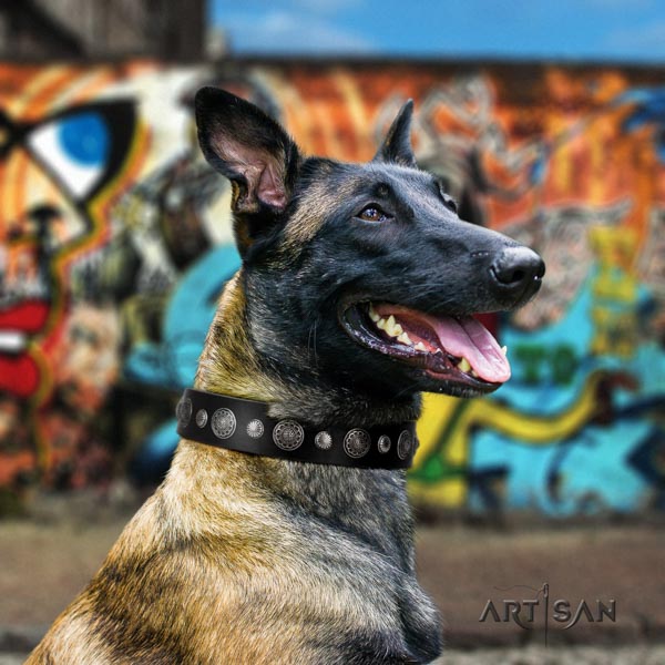 Belgian Malinois daily use full grain leather collar for your impressive pet