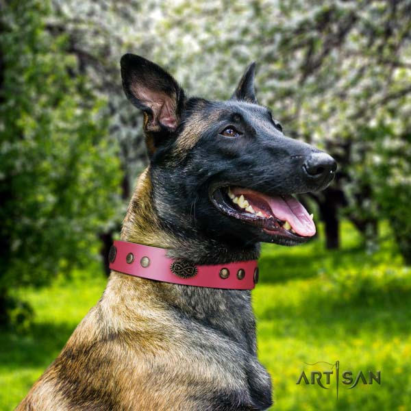 Belgian Malinois comfortable wearing full grain leather collar for your beautiful doggie