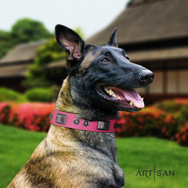 Belgian Malinois comfy wearing full grain leather collar for your attractive four-legged friend