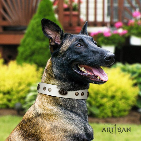 Belgian Malinois stylish walking natural leather collar for your handsome dog