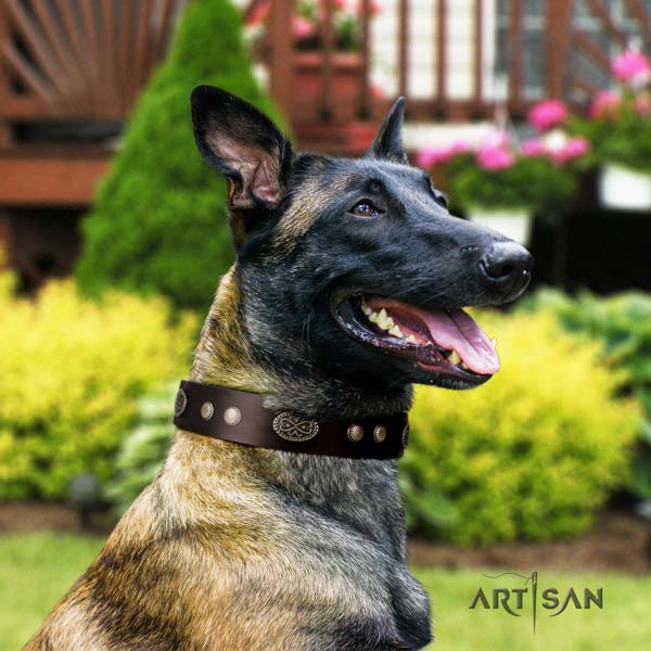 Belgian Malinois comfy wearing full grain genuine leather collar for your impressive doggie