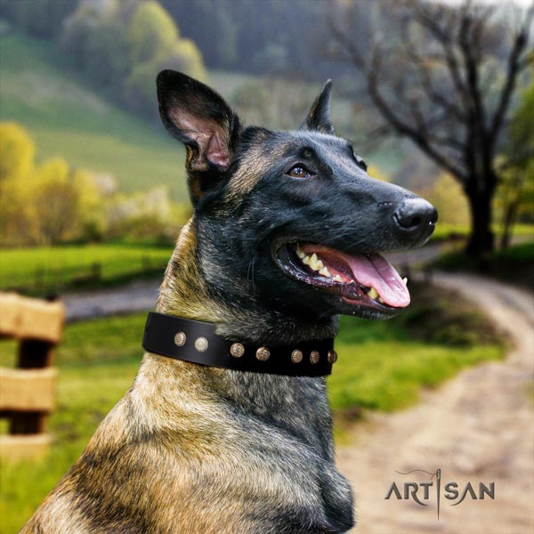 Belgian Malinois comfortable wearing leather collar for your lovely pet