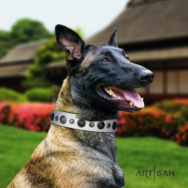 Belgian Malinois comfortable wearing full grain leather collar for your handsome doggie
