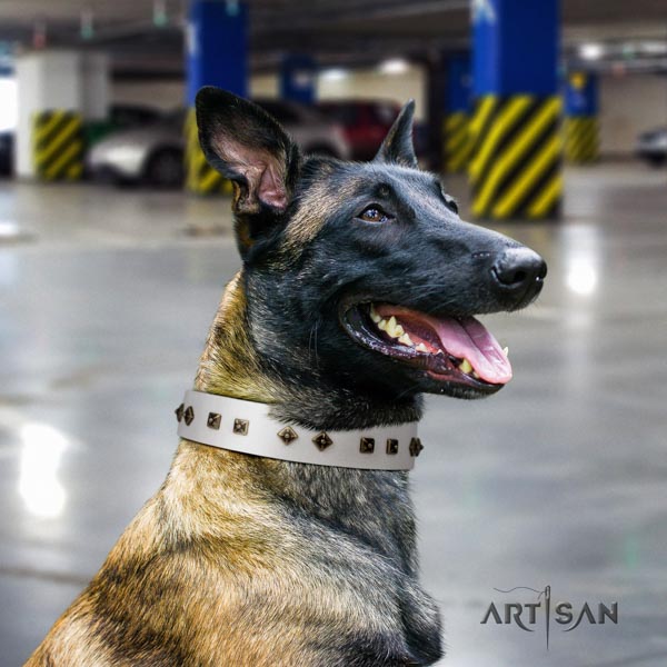 Belgian Malinois comfy wearing genuine leather collar for your handsome pet