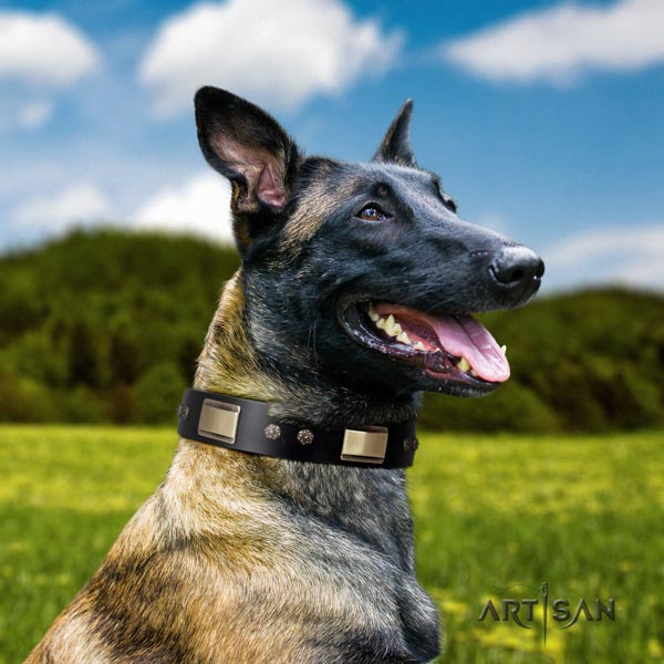 Belgian Malinois basic training natural leather collar for your handsome dog