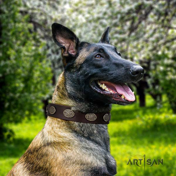 Belgian Malinois walking full grain leather collar for your handsome dog