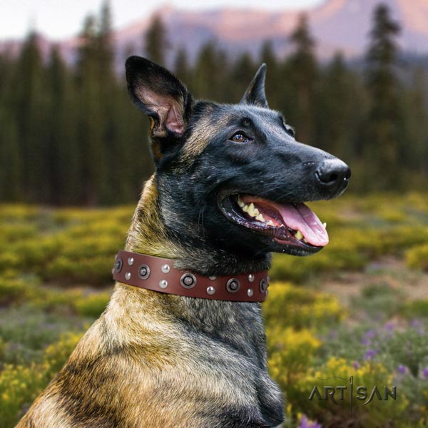 Belgian Malinois comfortable wearing genuine leather collar for your lovely four-legged friend