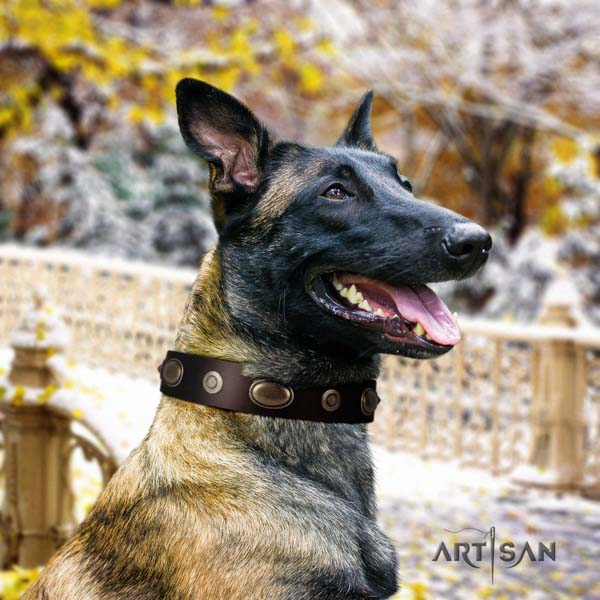 Belgian Malinois walking full grain genuine leather collar for your stylish doggie