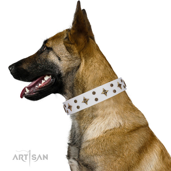 Belgian Malinois full grain genuine leather collar with corrosion resistant fittings for walking