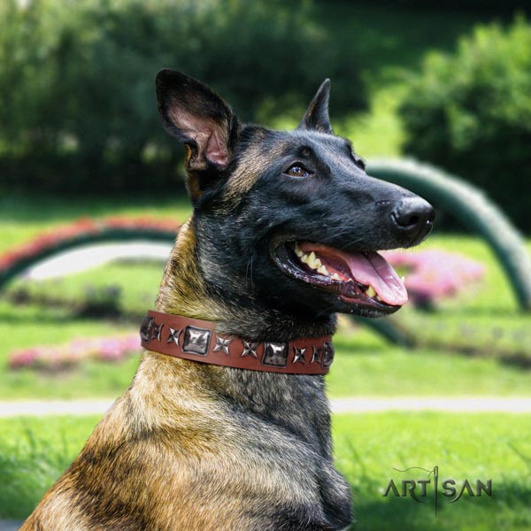 Belgian Malinois comfy wearing full grain leather collar for your handsome doggie