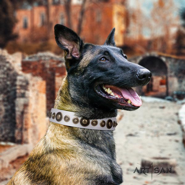 Belgian Malinois walking full grain genuine leather collar for your stylish canine