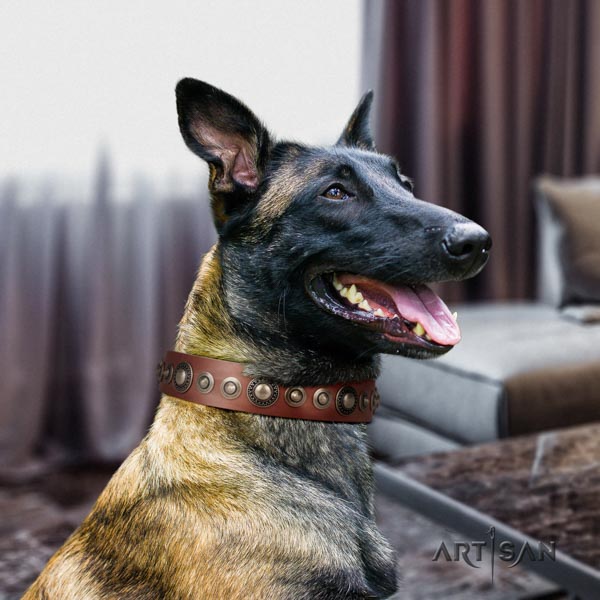 Belgian Malinois daily use full grain leather collar for your handsome pet