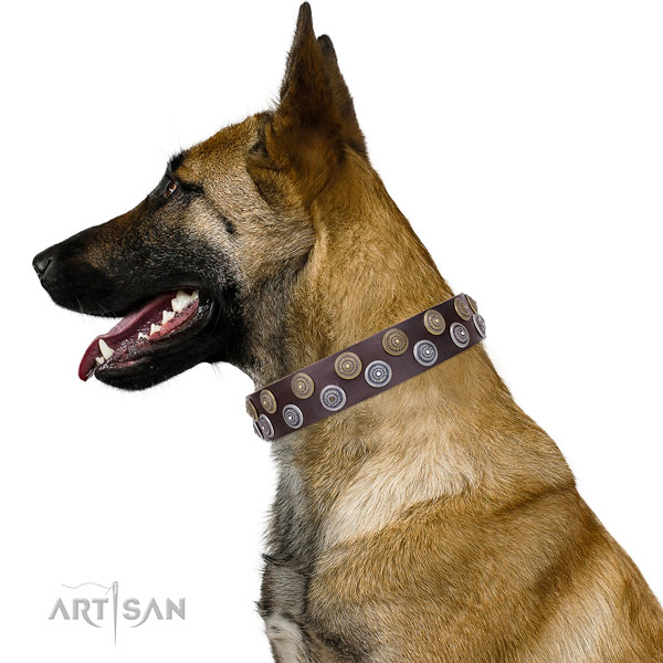 Belgian Malinois natural genuine leather collar with reliable fittings for fancy walking