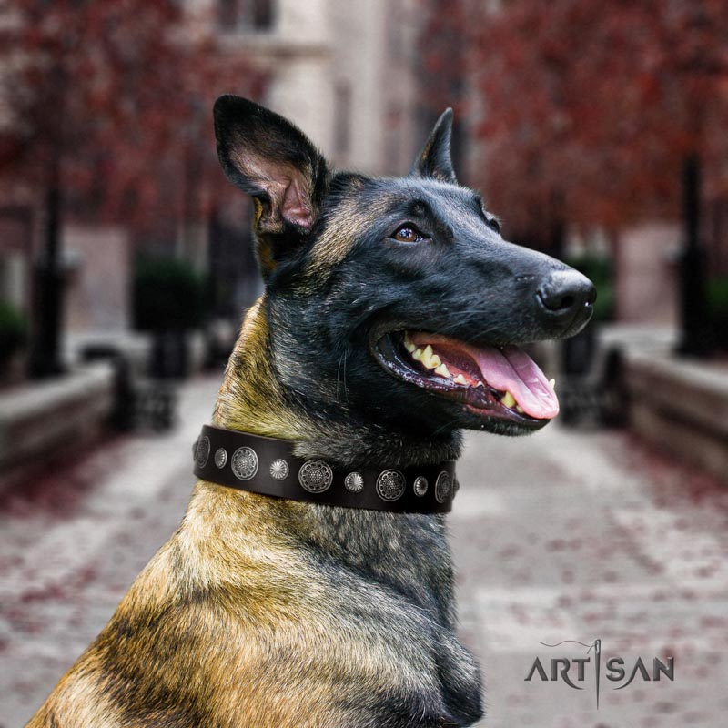 Belgian Malinois basic training full grain natural leather collar for your beautiful four-legged friend