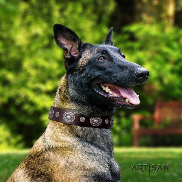 Belgian Malinois comfortable wearing natural leather collar for your beautiful canine