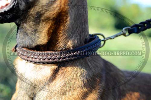 Braided  Leather Belgian Malinois Collar with Strong D-Ring for Leash Attachment