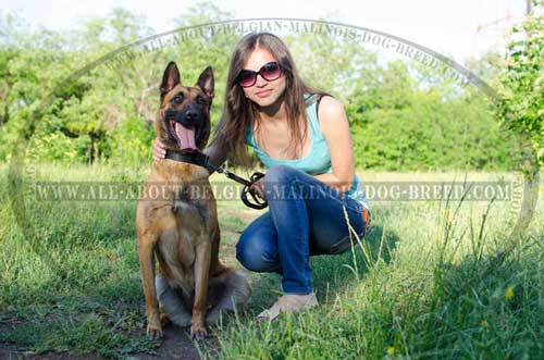 Belgian Malinois in Classic Design Leather Collar  Walking