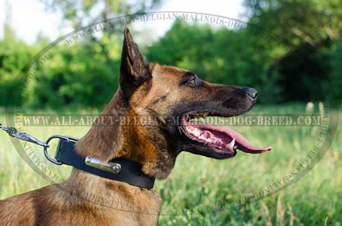 Belgian Malinois in Leather Collar with Dog  Identification Plate