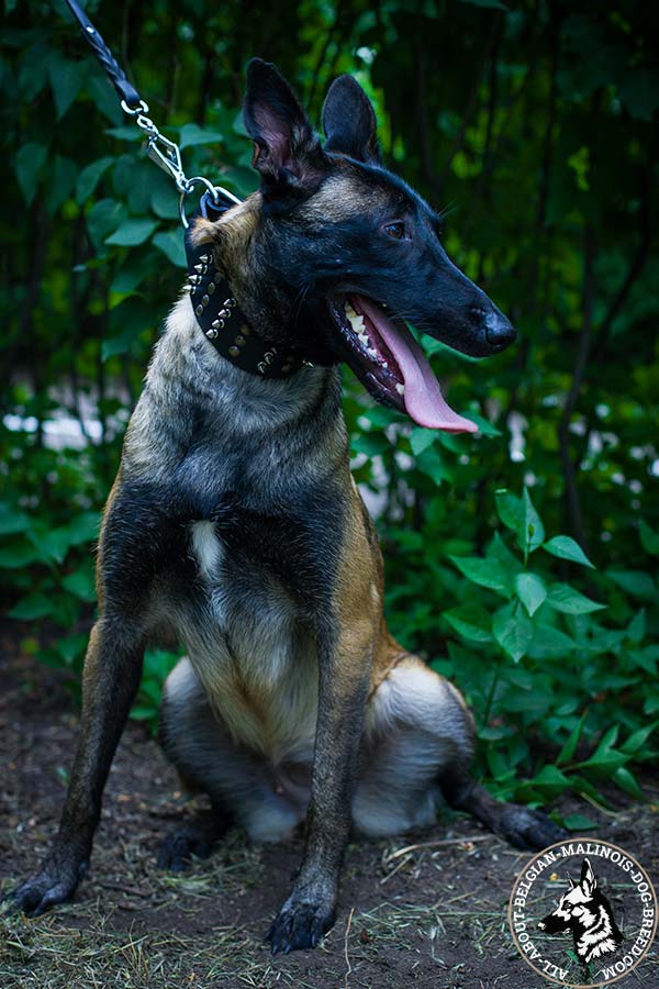 Belgian Malinois leather collar for multifunctional use