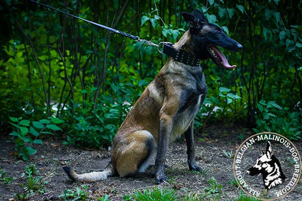 Belgian Malinois black leather collar with elegant studs for stylish walks