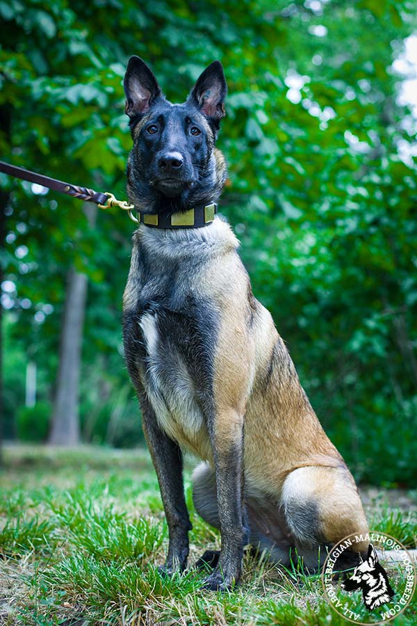 Belgian Malinois black leather collar adjustable  with quick release buckle for any activity