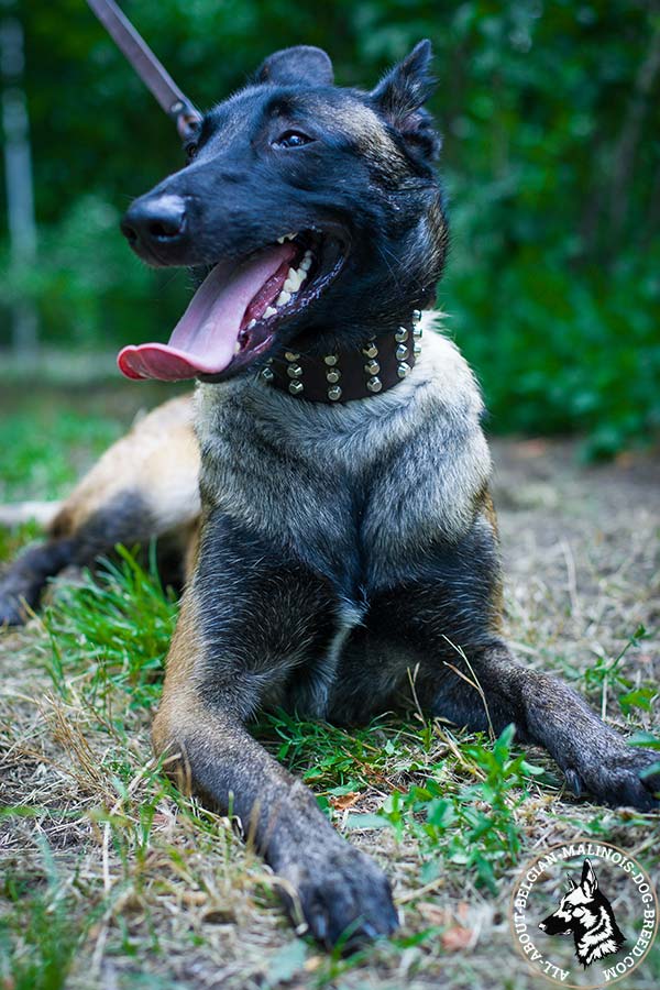Belgian Malinois brown leather collar with corrosion resistant fittings for any activity
