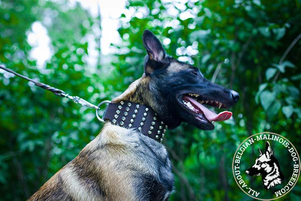Belgian Malinois brown leather collar of genuine materials adorned with cones for stylish walks