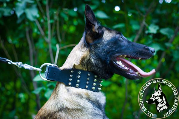 Belgian Malinois black leather collar with elegant studs for stylish walks