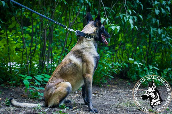 Belgian Malinois black leather collar of genuine materials decorated with studs for stylish walks