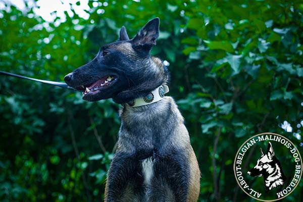 Belgian Malinois white leather collar with non-corrosive nickel plated hardware for basic training