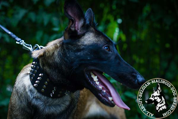 Belgian Malinois black leather collar with rust-resistant fittings for basic training