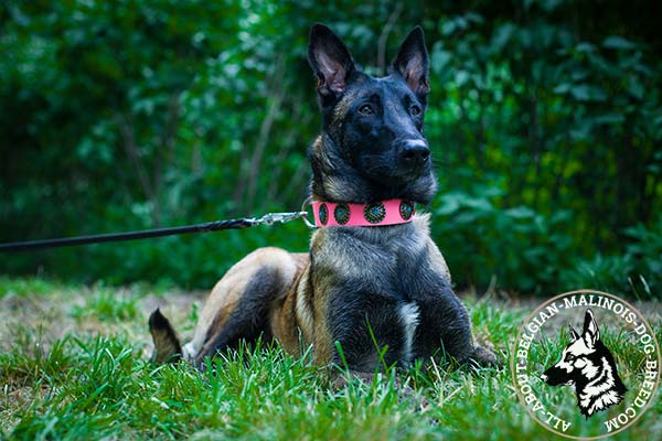 Belgian Malinois pink leather collar with durable fittings for stylish walks