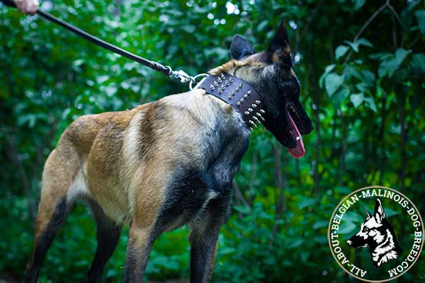 Belgian Malinois brown leather collar wide with spikes for stylish walks