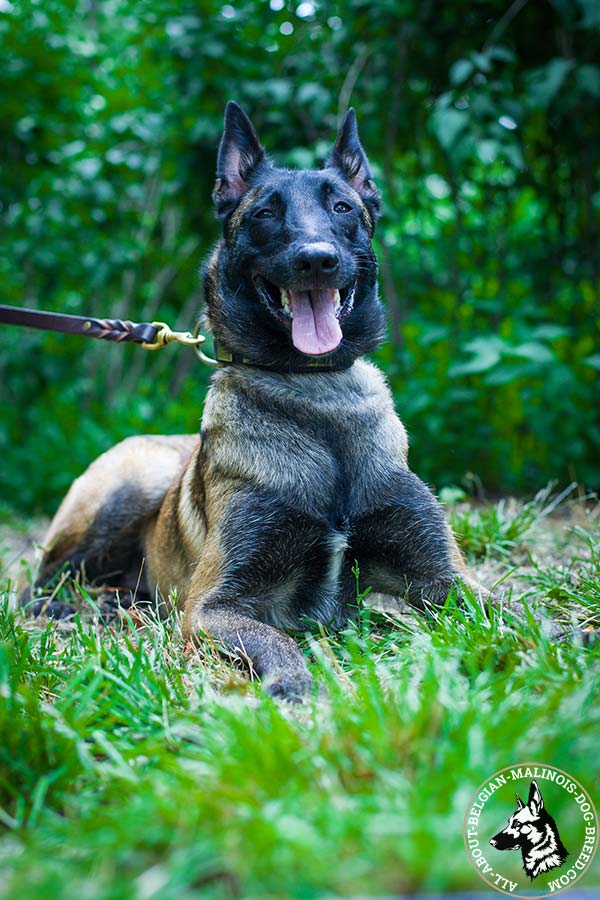 Belgian Malinois black leather collar of genuine materials decorated with plates for stylish walks