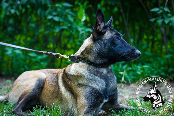 Belgian Malinois brown leather collar of lightweight material decorated with cones for walking