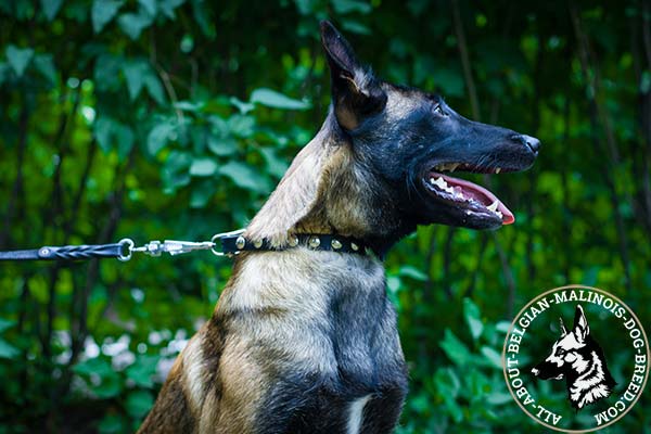 Belgian Malinois leather collar with half-ball studs