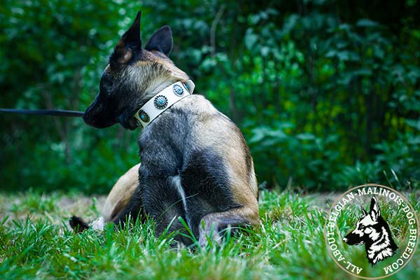 Belgian Malinois white leather collar of genuine materials adorned with studs for stylish walks