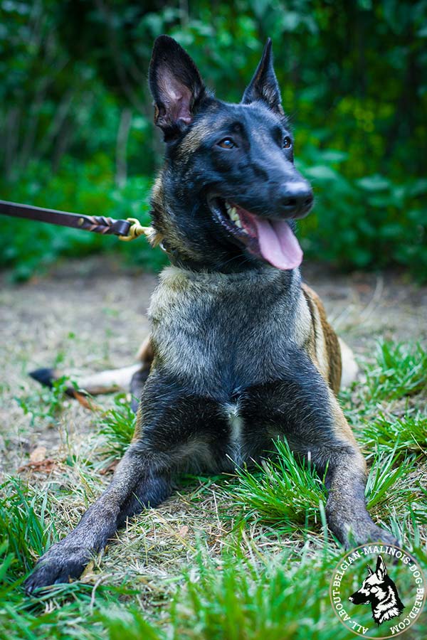 Belgian Malinois black leather collar of classic design studded for stylish walks