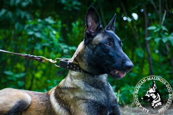 Belgian Malinois brown leather collar with strong hardware for perfect control