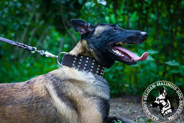 Belgian Malinois brown leather collar with reliable nickel plated hardware for quality control