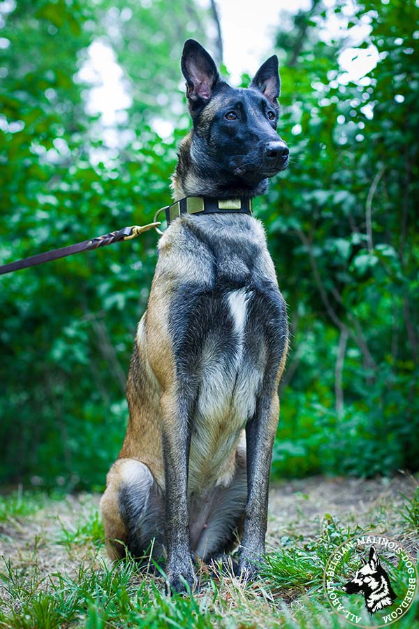 Belgian Malinois black leather collar with rust-resistant fittings for basic training