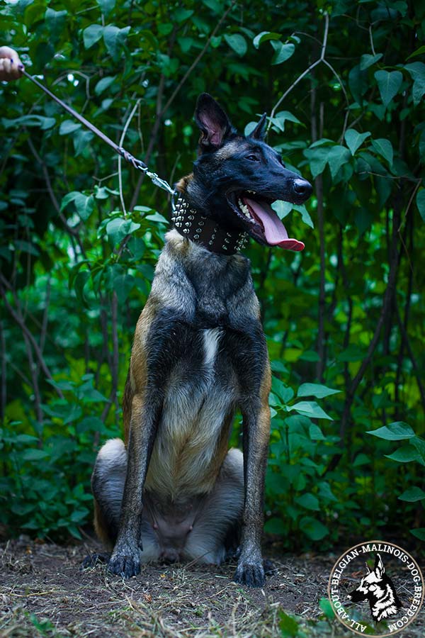 Belgian Malinois brown leather collar with rust-resistant fittings for any activity