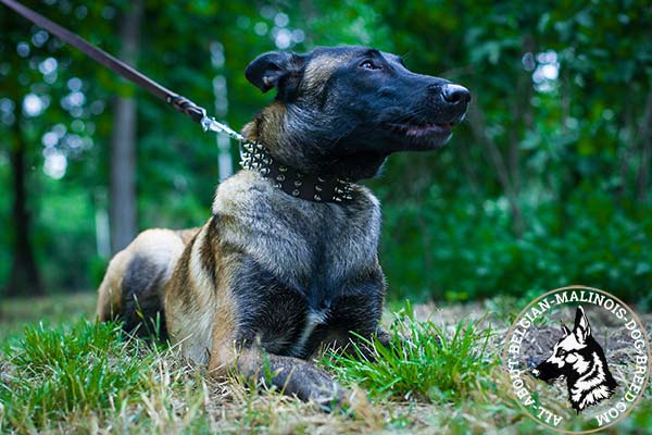 Belgian Malinois brown leather collar with non-corrosive fittings for basic training