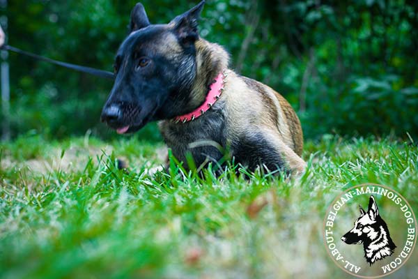 Belgian Malinois pink leather collar of high quality with spikes for daily walks