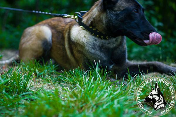 Belgian Malinois black leather collar with rust-proof spikes for walking