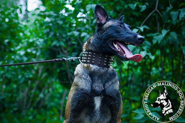 Spiky Belgian Malinois leather collar