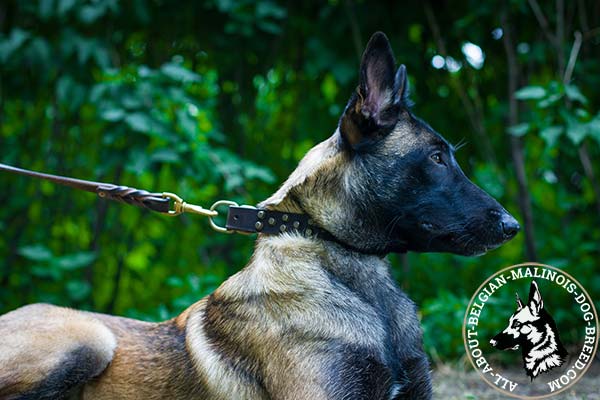 Belgian Malinois brown leather collar adjustable  with quick release buckle for better comfort