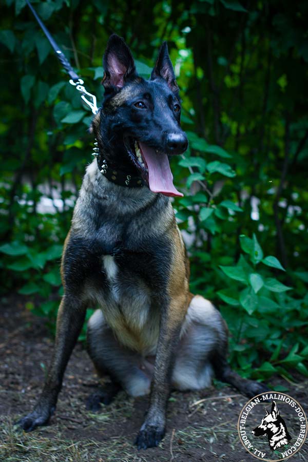 Belgian Malinois black leather collar with non-corrosive quick release buckle for professional use